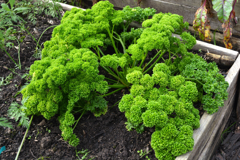 lawn yard