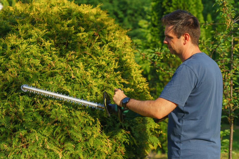 A gardener is trimming a dense, neatly trimmed hedge in a lush garden setting, using long-handled hedge shears; the hedge has vibrant green leaves with some small pink flowers or buds interspersed. Th